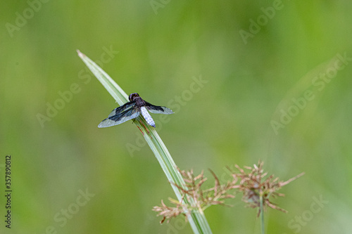 Portia Widow darter dragonfly of Uganda, Africa perched by Lake Victoria.  photo