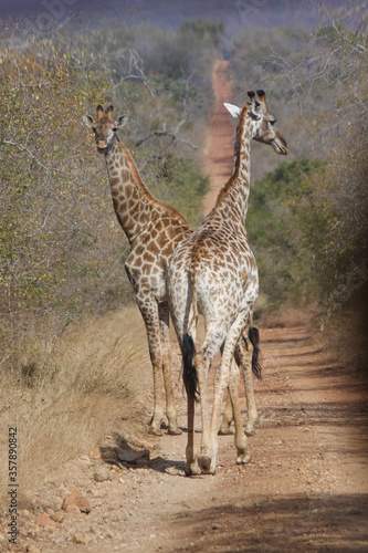 giraffe walking in the savannah