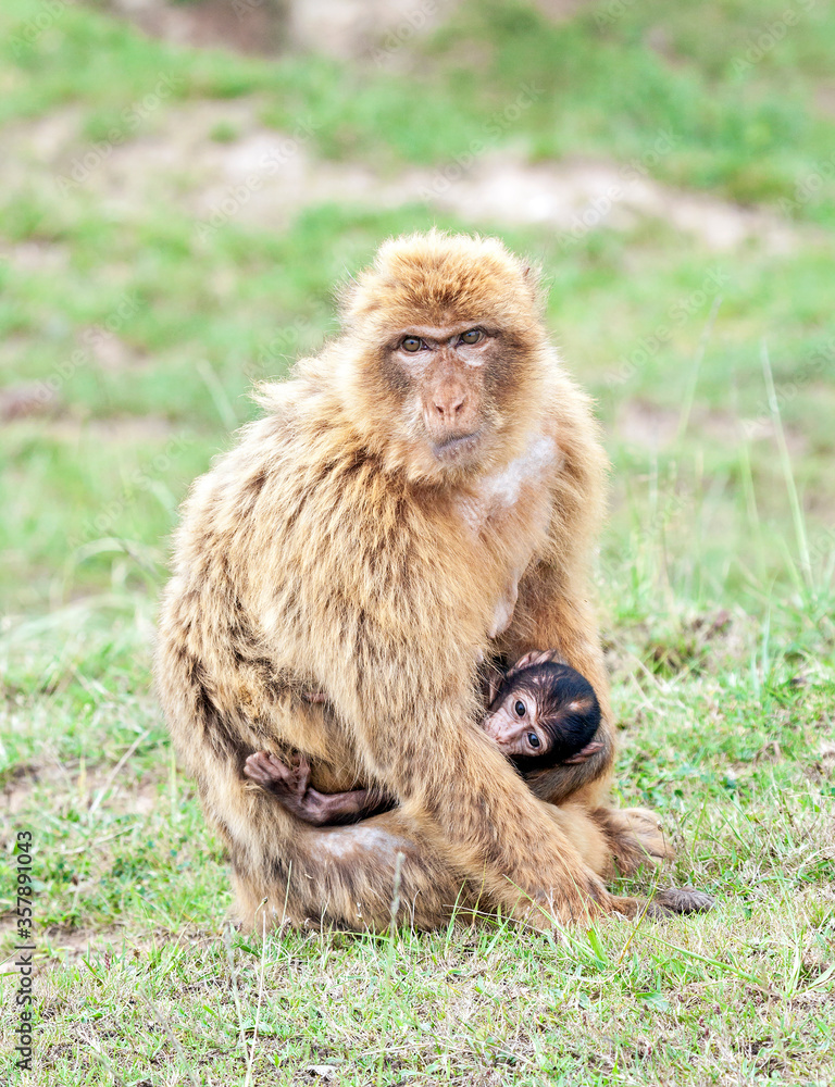 Barbary macaque with a puppy (Macaca sylvanus). Barbary macaque with a puppy (Macaca sylvanus).