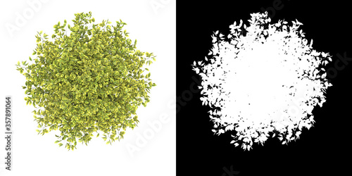 Top view of tree (Euonymus Emerald Gold) png with alpha channel to cutout made with 3D render