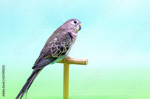 Bourke's parrot (Neophema bourkii).