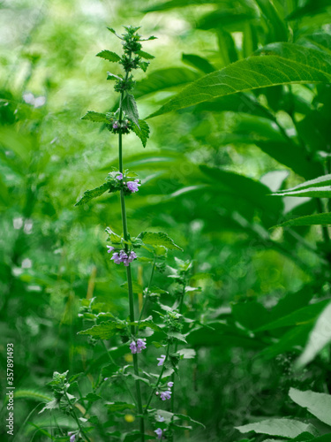 Plant in lush forest type
ballotanigra with green leaves and background photo