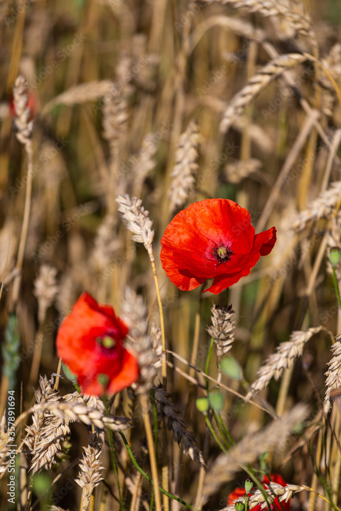 Fototapeta premium red poppies in a cereal field with green and yellow backgrounds