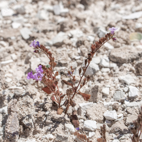 Goodding's beautiful phacelia (Phacelia pulchella var. gooddingii) is a small annual herb with purple flowers that prefers growing on  photo