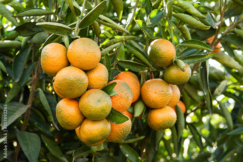 Tangerine plantation. Tangerine on the branch.