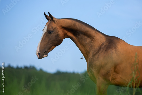 portrait of a horse