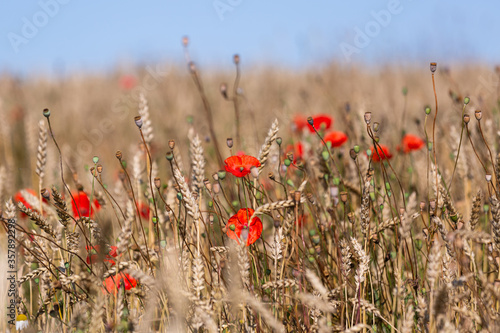 red poppies in a cereal field with green and yellow backgrounds © EriksZ