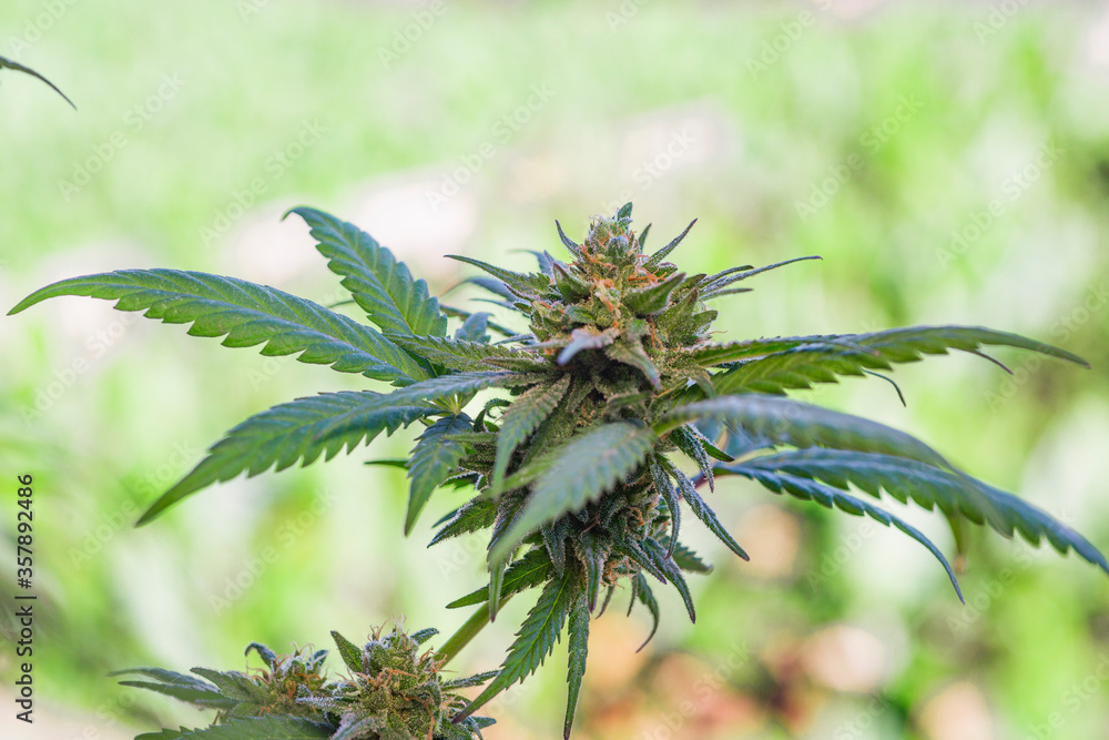 thc cbd, plant of marijuana, green nature, medical thc cbd, plant of marijuana, green nature, medical