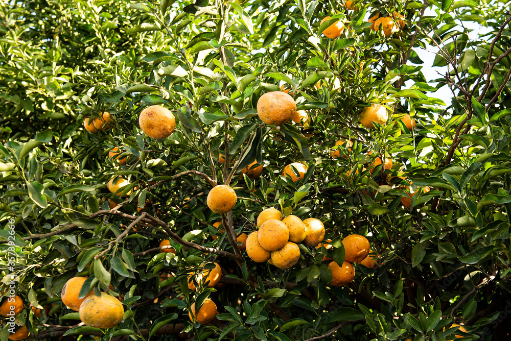 Tangerine plantation. Tangerine on the branch. Tangerine plantation. Tangerine on the branch.