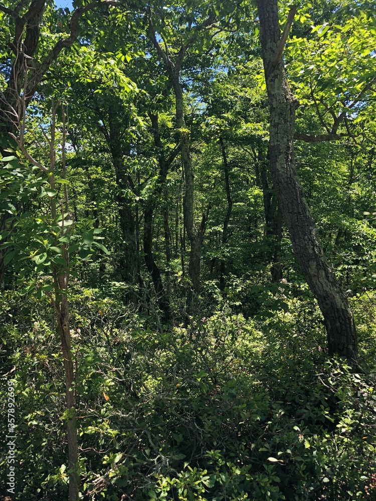 Fototapeta premium trees in the forest