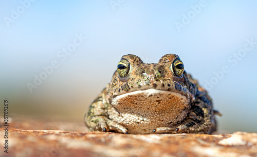 Natterjack toad (Epidalea calamita). photo