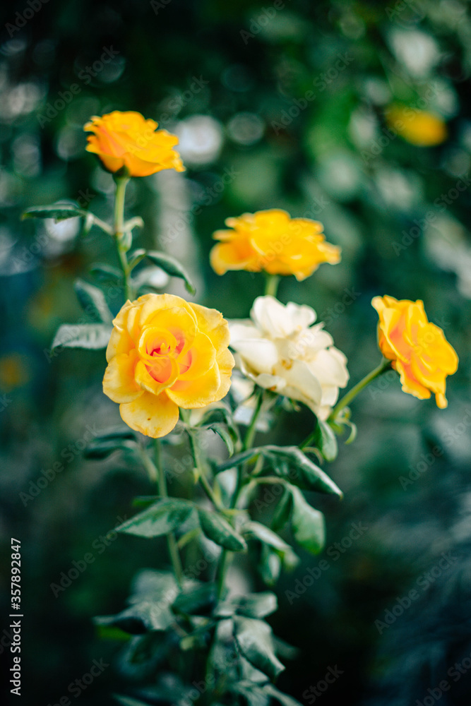 Yellow rose Yellow rose