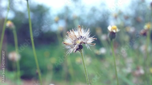 Wallpaper Mural Grass field dry with air movement in the morning time Torontodigital.ca