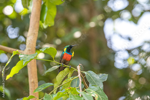 Northern double-collared sunbird in Botanic Gardens, Entebbe, Uganda photo