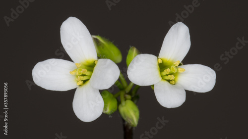 Two thale cress flowers, Arabidopsis thaliana. photo