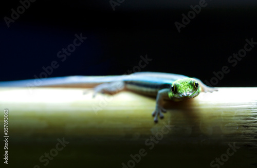 Yellow headed day gecko (Phelsuma klemmeri) on bamboo.