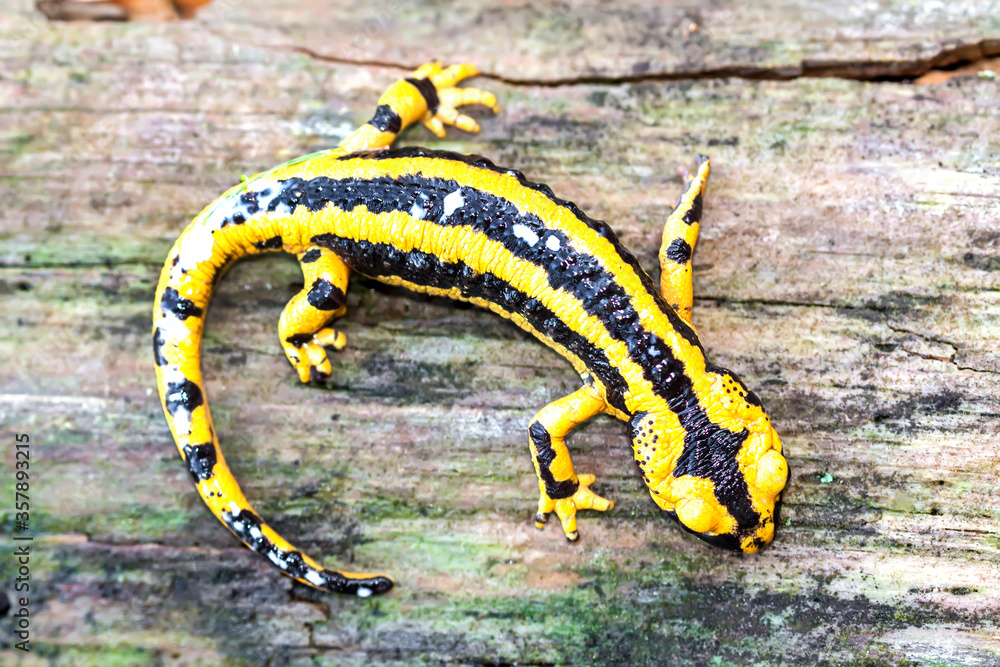 Obraz premium Fire salamander with poison (Salamandra salamandra)