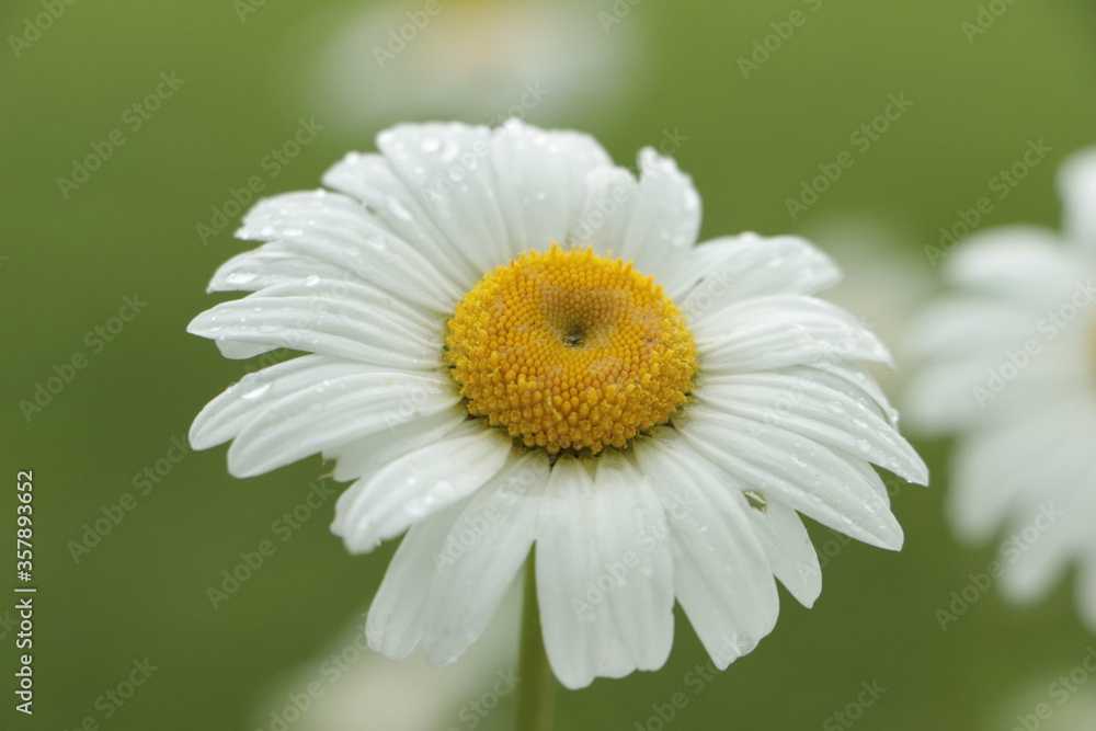 Fototapeta premium Chamomile flower covered in dew closeup 
