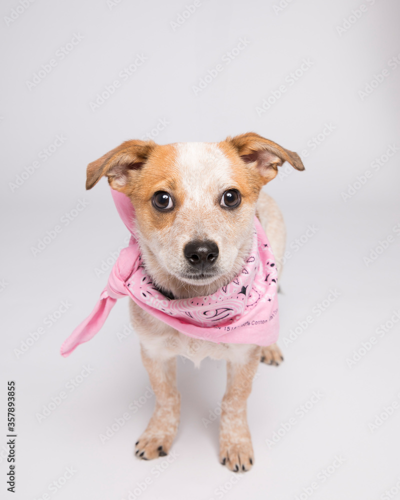 Happy cute tan and white mutt with freckles in the studio on a whte background with personality and canine charm Happy cute tan and white mutt with freckles in the studio on a whte background with personality and canine charm