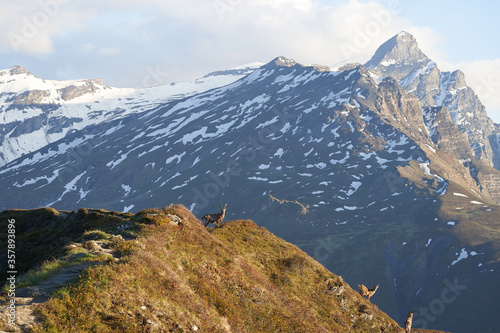 Fotografie, Tablou Capricorn Alpine Ibex Capra ibex Mountain Swiss Alps