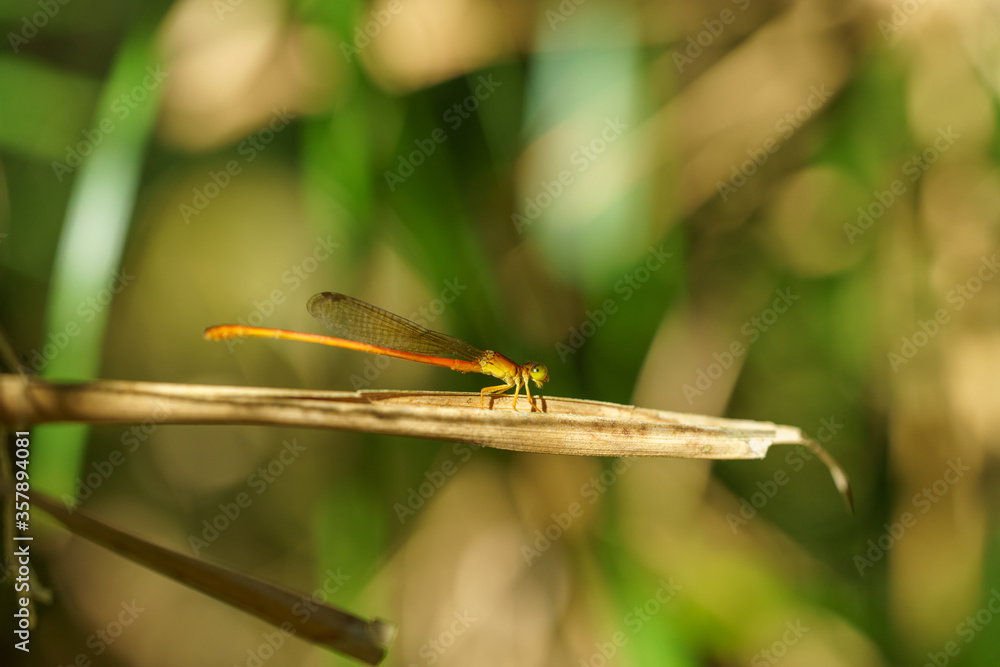 Libellule dans la nature