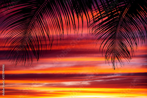 Orange dramatic sunset with palm trees