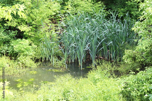 thicket of bulrush in the trees next to the pond