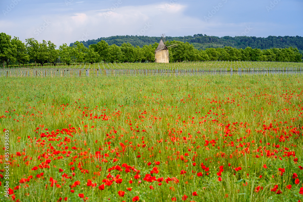 Ancien moulin à vent au milieu des vignes et champ de coquelicots. Provence au printemps, France, Luberon.