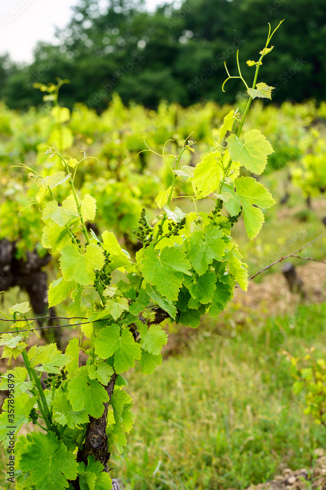Branches de vignes au printemps. Gros plan.