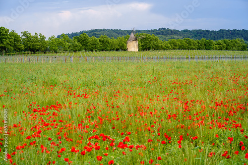 Ancien moulin à vent  au milieu des vignes et champ de coquelicots. Provence au printemps, France, Luberon. 