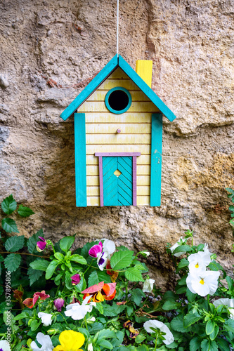 Obraz na płótnie Cabane (nichoir) à oiseaux en bois colorée jaune et bleu. accrochée sur une mur. Fleurs de pensées. w salonie