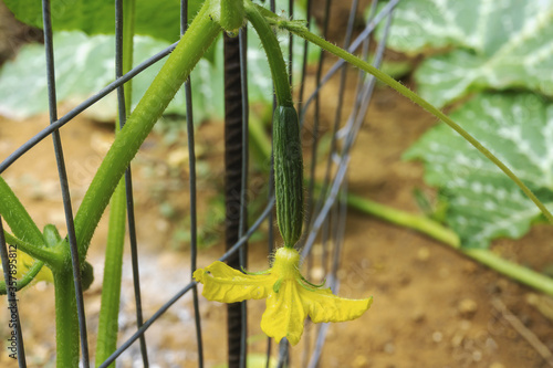 Young cucumber growing in garden. Supporting metal mesh, yellow flower. Organic gardening, agriculture, summer season, fertilizer, plant disease.