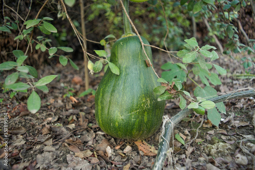 Big green pumpkin grows on a kitchen garden on the ground.