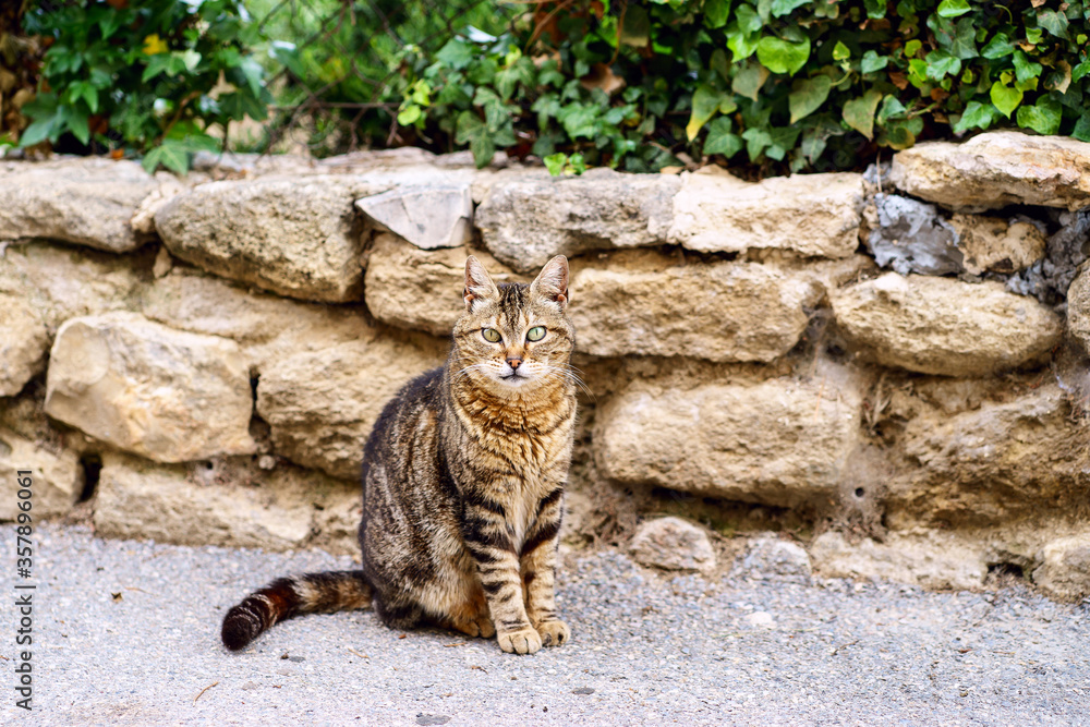 Chat tigré assis dans la rue. Provence, muraille en pierre.