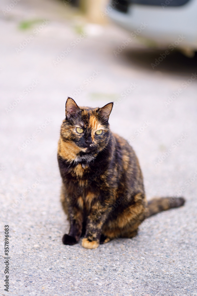 Joli chat à la robe écaille de tortue, assis dans la rue.