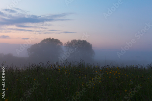 Two trees on the horizon in fog and grass in front. Violet sunset.