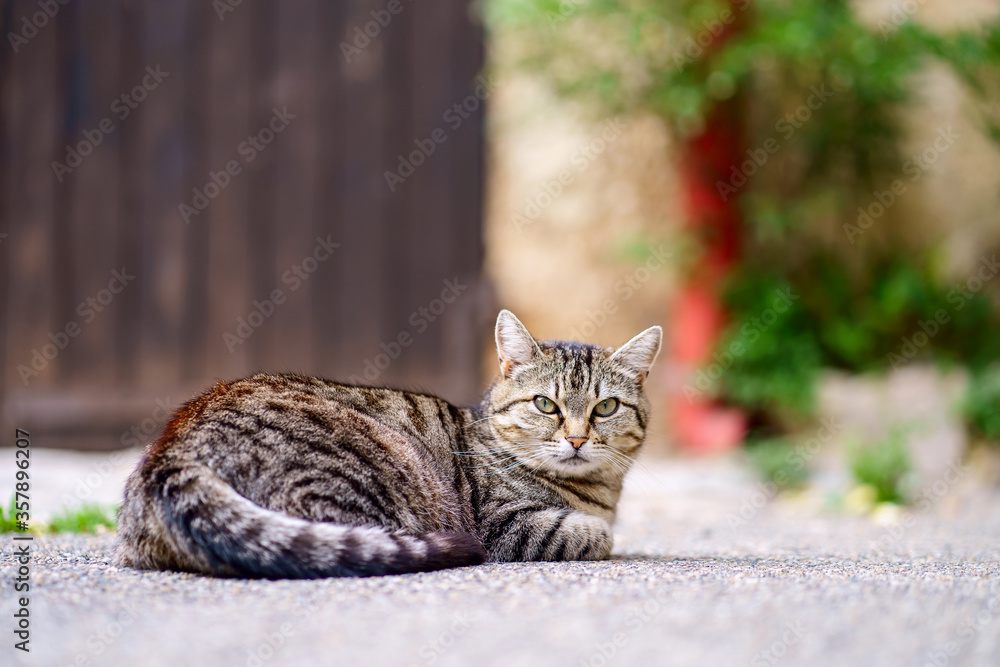 Jolie chat tigré couché dans la rue.