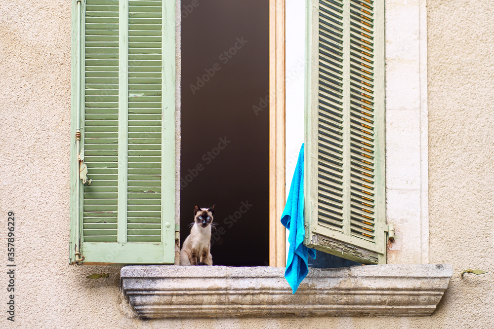 Un chat assis sur la fenêtre ouverte avec des volets verts.