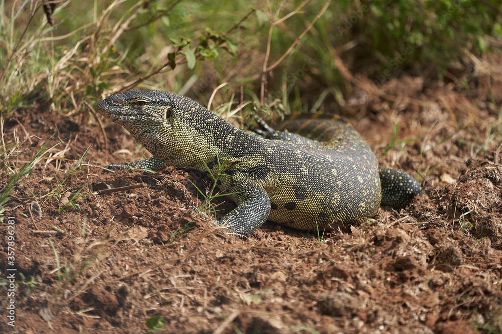 Nile monitor Varanus niloticus large member of monitor family Varanidae Nile monitor Varanus niloticus large member of monitor family Varanidae