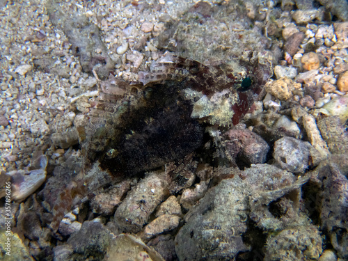 A False Scorpionfish  Centrogenys vaigiensis 