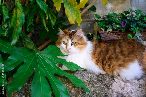 Jolie chat poilu, tigré roux, avec des taches blanches couché entre des grand feuilles dans la rue. 