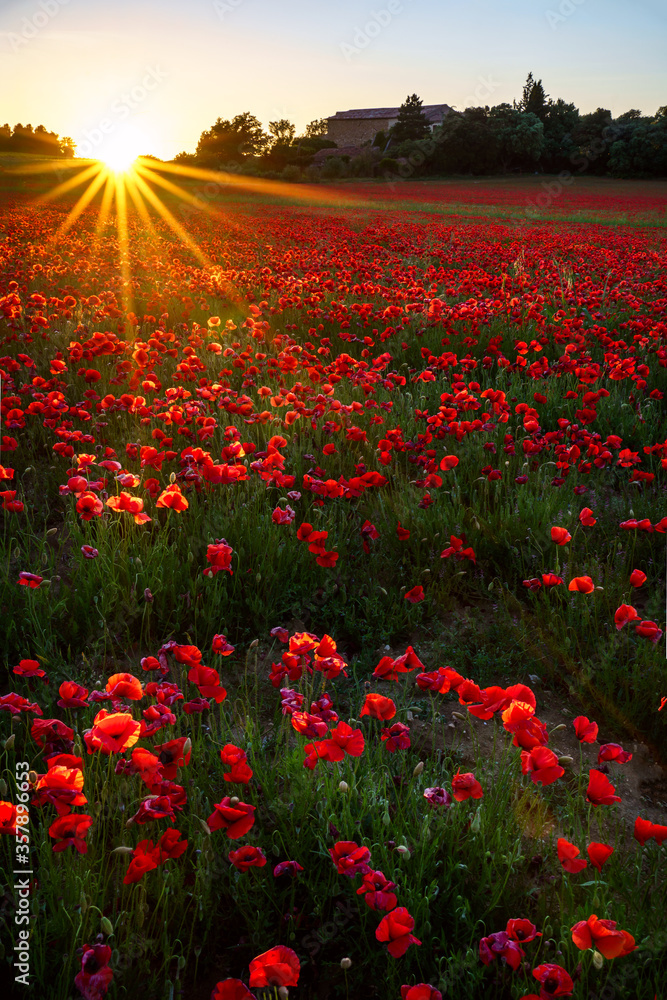 Champ de coquelicots, coucher de soleil. Photo verticale.