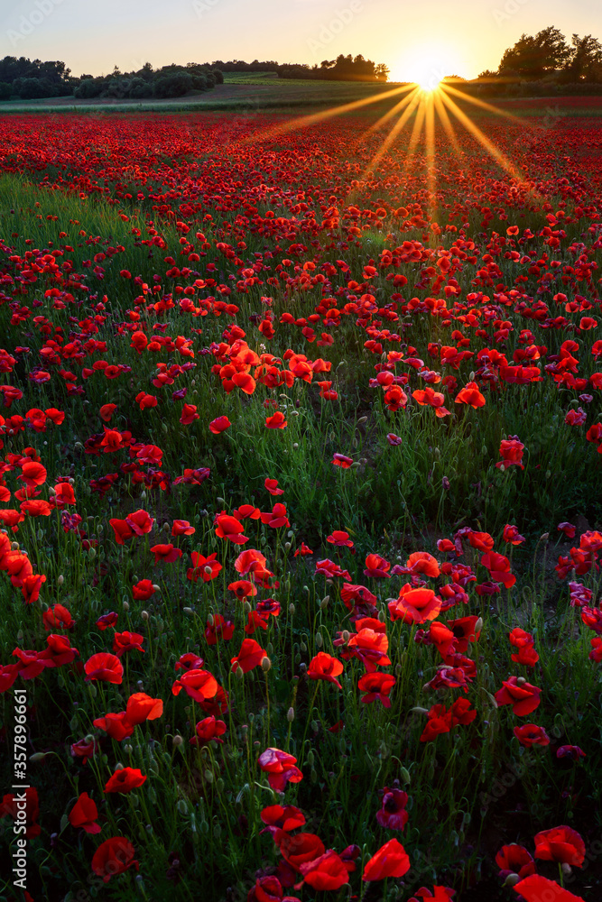 Champ de coquelicots, coucher de soleil. Photo verticale.