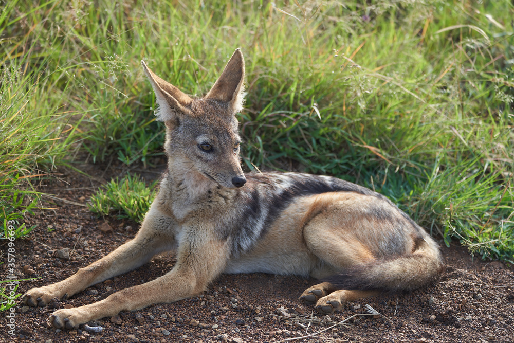 Obraz premium Golden Jackal Canis Aureus Safari Wild Portrait