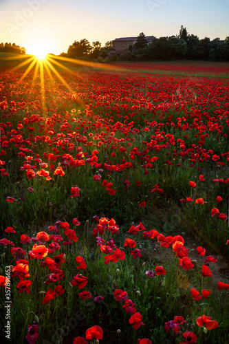 Obraz na płótnie Champ de coquelicots, coucher de soleil. Photo verticale. w salonie