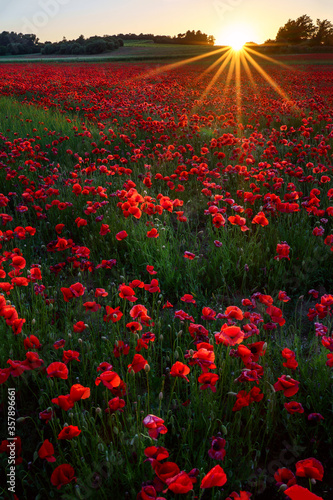 Obraz na płótnie Champ de coquelicots, coucher de soleil. Photo verticale. w salonie