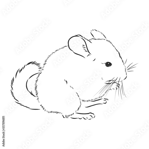 Chinchilla dog sketch style vector illustration. Old hand drawn engraving imitation. chinchilla animal, vector sketch illustration