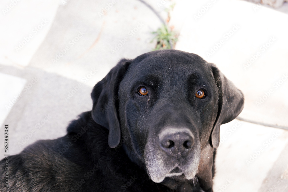 Portrait of an old black Labrador dog. Portrait of an old black Labrador dog.