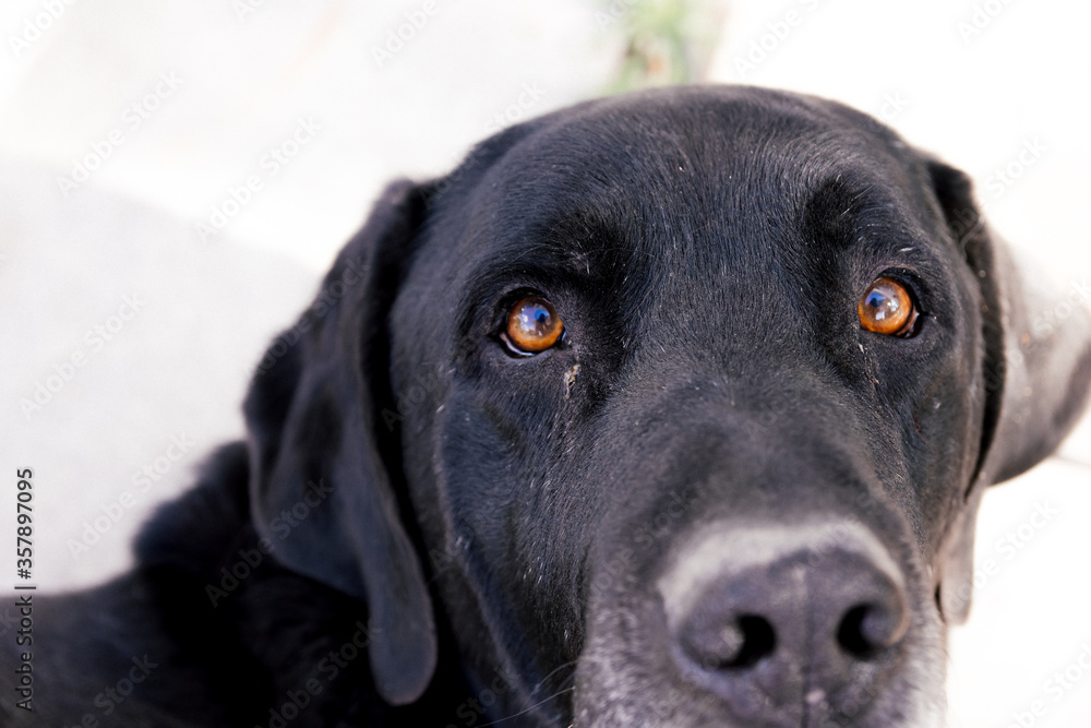 Portrait of an old black Labrador dog. Portrait of an old black Labrador dog.