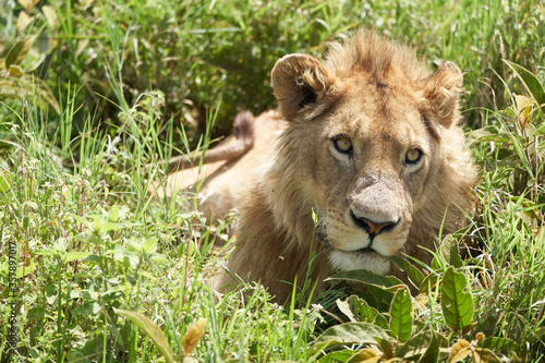 Fototapeta Naklejka Na Ścianę i Meble -  A Young Lion in the morning sun of Ngorongoro crater Serengeti